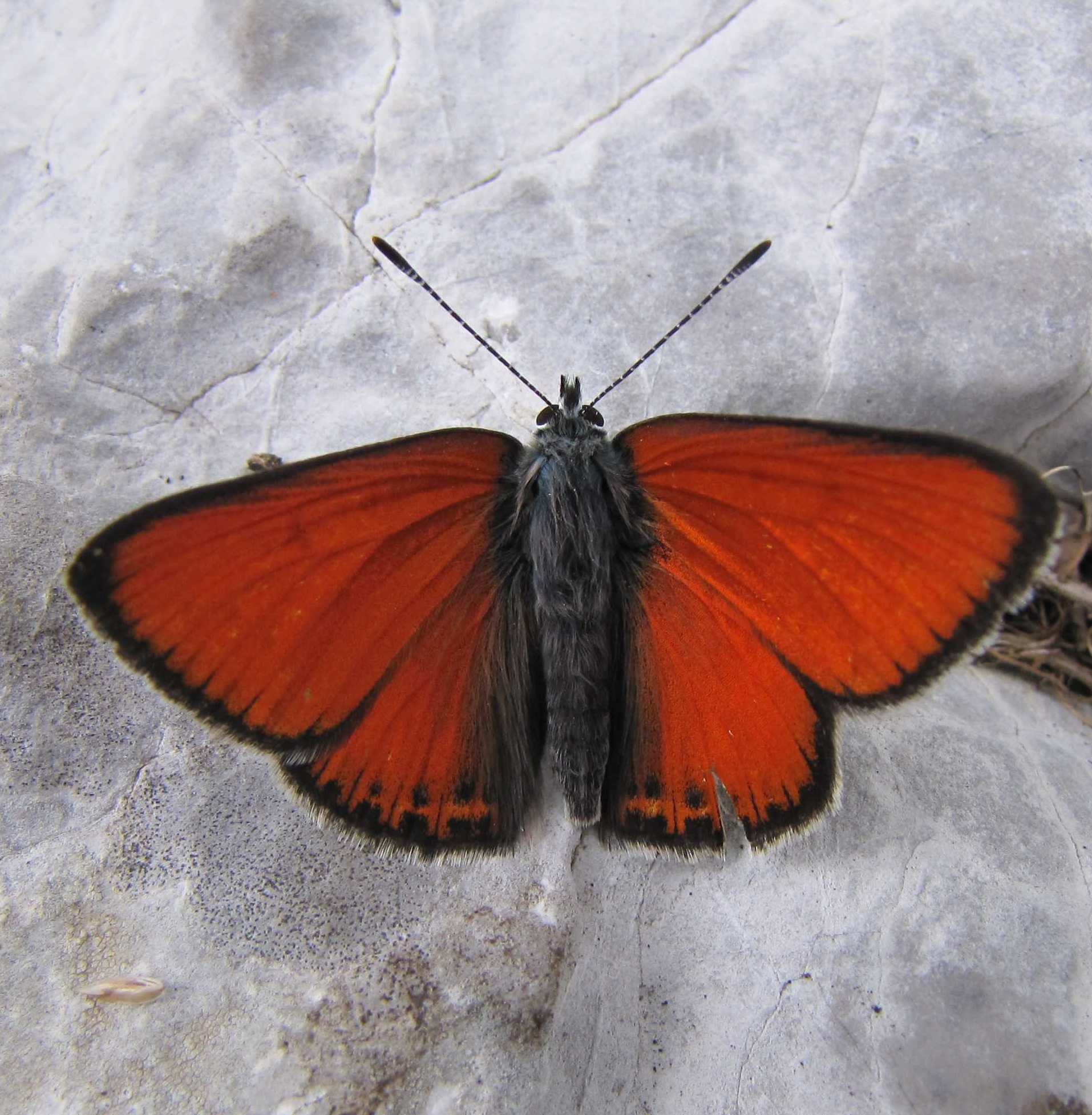 farfalla arancione - Lycaena hippothoe e virgaureae